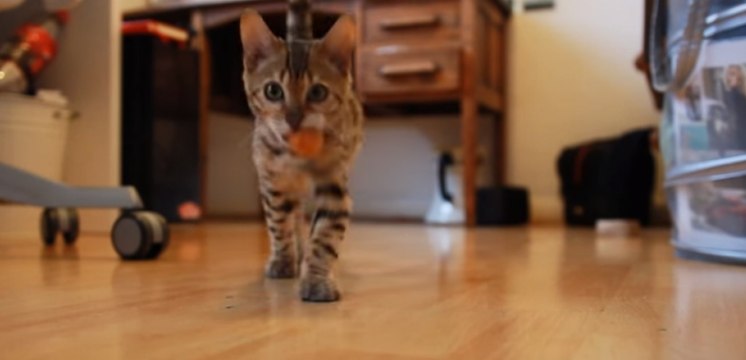 Trop bizarre mon chat Misty se prend pour un chien mdr