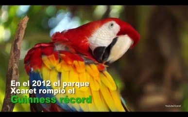 Guacamayas mexicanas con récord Guinness