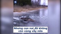 Con nai sừng tấm này đang bị đuối nước