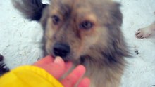 Moinesti dogs