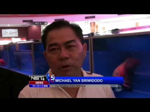 Peluang Bisnis Budidaya Ikan Arwana Super Red - NET5