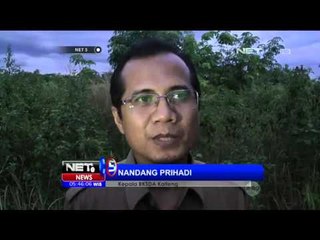 Pelepasliaran Delapan orang Utan ke Habitatnya di Palangkaraya - NET5