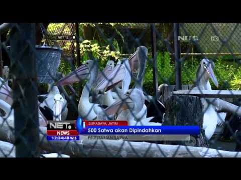 Kebun Binatang Surabaya Kelebihan Kapasitas - NET12