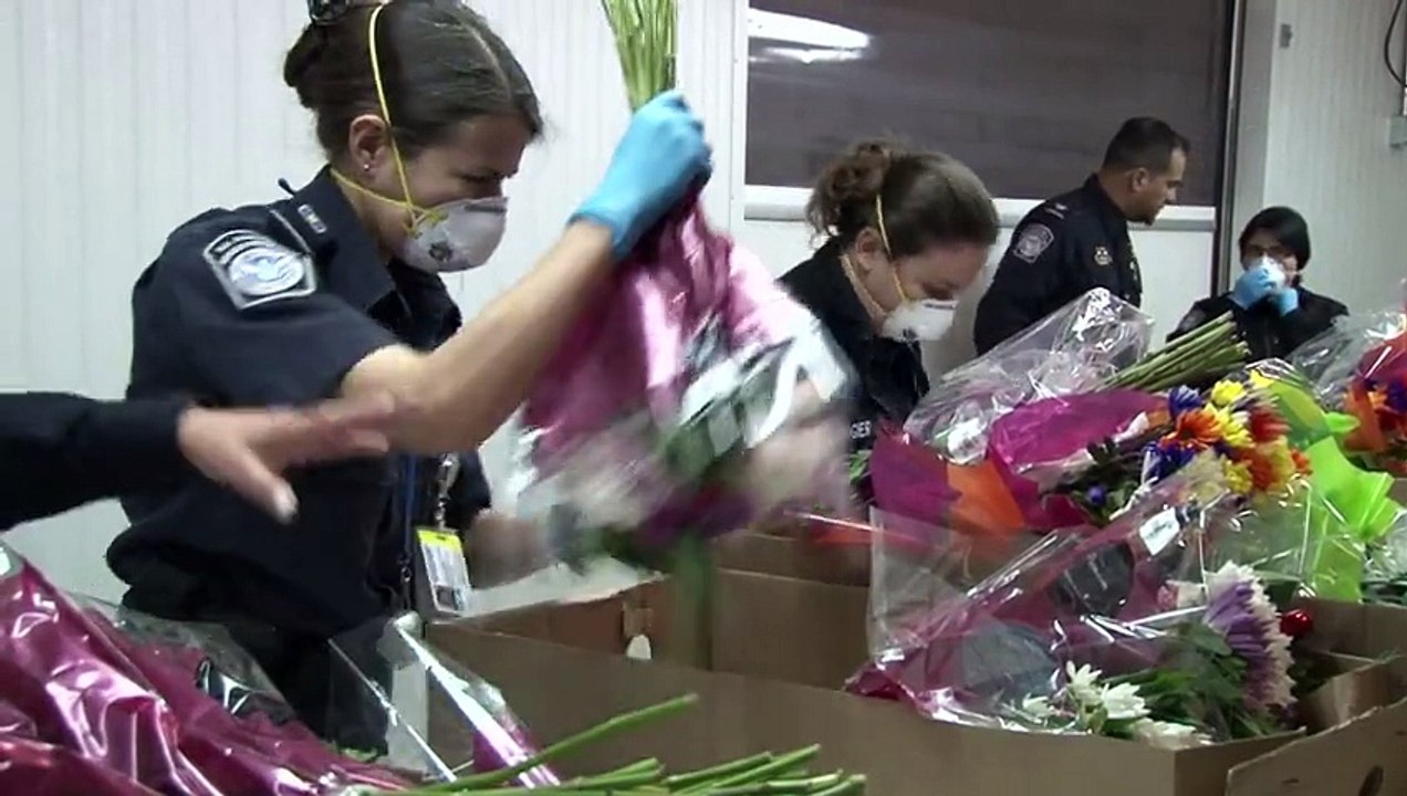 Avant la Saint-Valentin, des fleurs sous surveillance à Miami