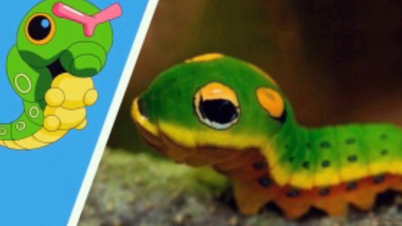 5 POKEMONS QUE EXISTEM NA VIDA REAL