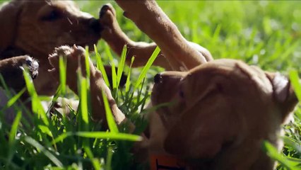 Download Video: Las razas de perros más tiernas