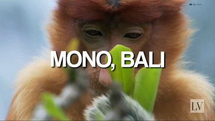 Animales sagrados y las culturas que los adoran