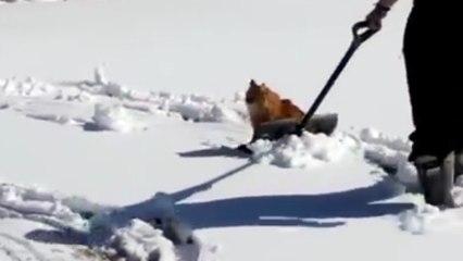 Animales juegan por primera vez  con nieve