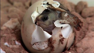 Hatching of a Mojave Desert Tortoise