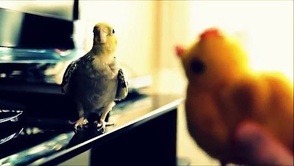 Konuşan Sultan Papağanı 2