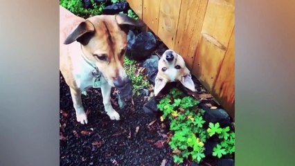 Hump Day Blues | Animals Stuck in a Rut