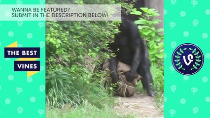 Top Animal Thug Life Compilation Pt 1 _ Best Thug Life Animals Edition July 2016