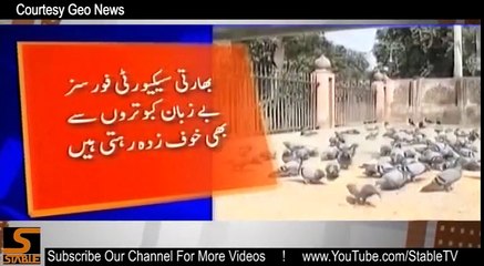 Pakistani ‘spy pigeon’ flies back after escaping Indian police