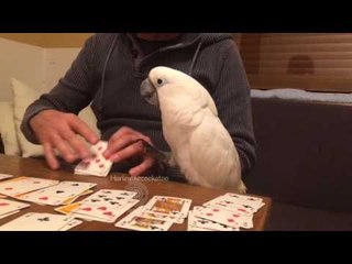 Harley the Cockatoo Loves Playing Card Games