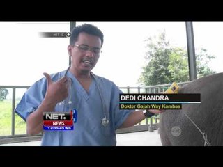 Rumah Sakit Gajah Pertama di Indonesia yang Ada di Way Kambas - NET12