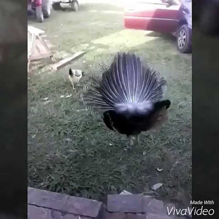 QUER LEVA DEDADA??