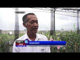 Petani Bunga Potong di Soreang Budidayakan Bunga Lili Asal Belanda - NET12