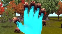 3D Animated Top 10 Bear Finger Family Rhymes For Children | Top 10 Animal Finger Family Rhymes