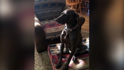 Waggler of the Week: Tasty Tortilla, Guilty Dog