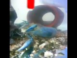 ホストのペット,フロリダブルーザリガニ,脱皮 Crayfish molting