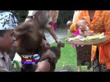 Ritual Tumpek Kandang di Denpasar - NET5