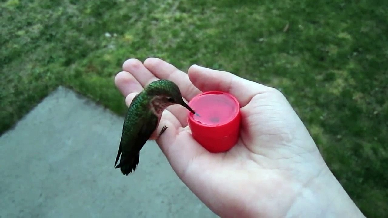 Feeding Hummingbirds by Hand