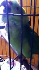 Amazing Parrot Mimics Baby Crying 😲