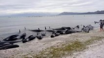 New Zealand: Race to save pilot whales in massive stranding