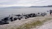 У Новой Зеландии на берег выбросились 400 китов