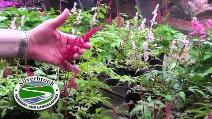 Landscape And Nursery - Silverbrook Nursery & Landscaping