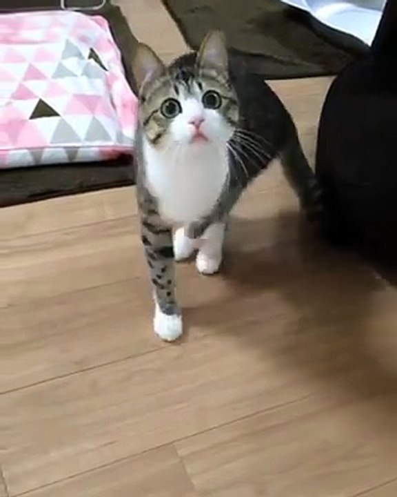 Cool Cat