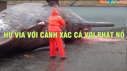 Hú vía với cảnh xác cá voi phát nổ