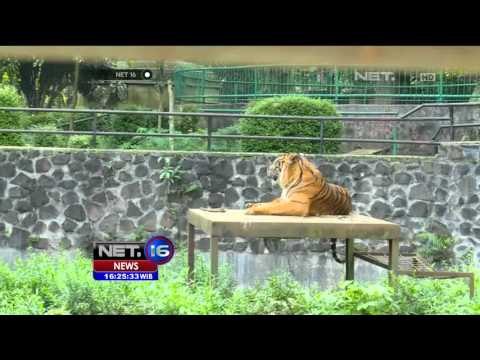 Live Report: Suasana Kebun Binatang Kota Bandung Ramai - NET16
