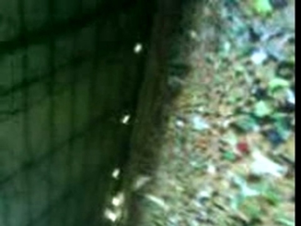 AMBIANCE de folie dans  les magic fans !!!