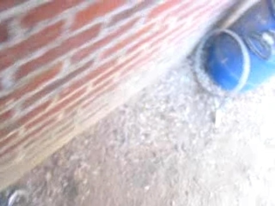 femmelle gris du gabon protégeant son bébé