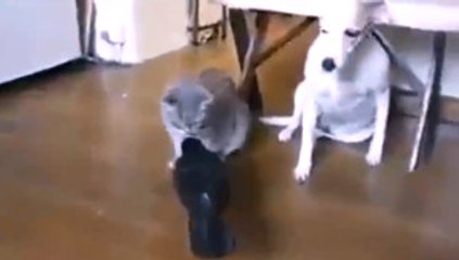Karga Gagasıyla Kedi Köpek Besledi