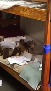 Ces chiens passent du bon temps avec leurs peluches... Crade!