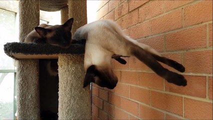 Ce chat siamois court en dormant... Adorable