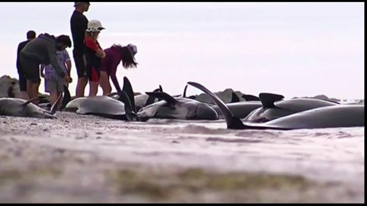 Des centaines de baleines meurent échouées en Nouvelle-Zélande