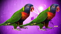 Parrot Finger Family Nursery Rhymes For Children | Parrot Cartoon Finger Family Rhymes For Kids