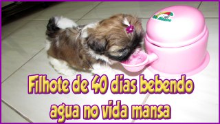 FILHOTE SHIH TZU 40 DIAS BEBENDO AGUA NO VIDA MANSA