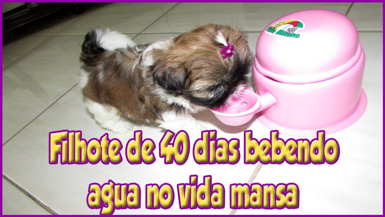 FILHOTE SHIH TZU 40 DIAS BEBENDO AGUA NO VIDA M...