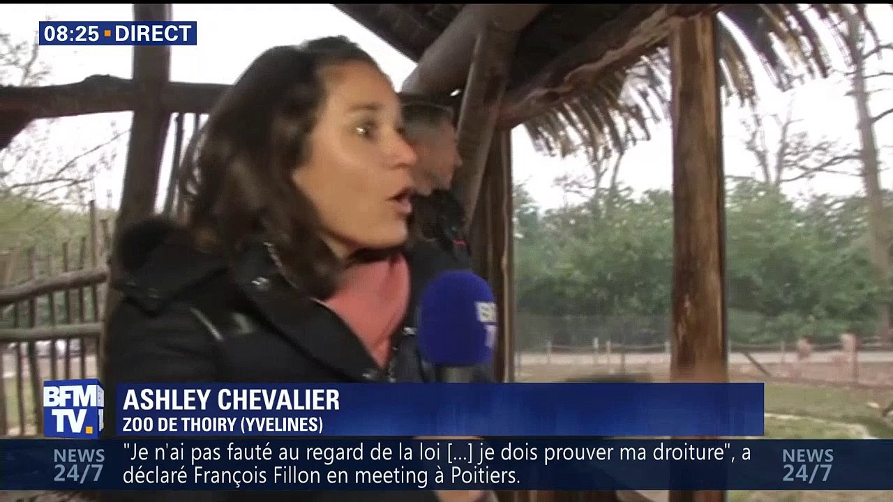 D’adorables bébés hyènes sont nés au zoo de Thoiry