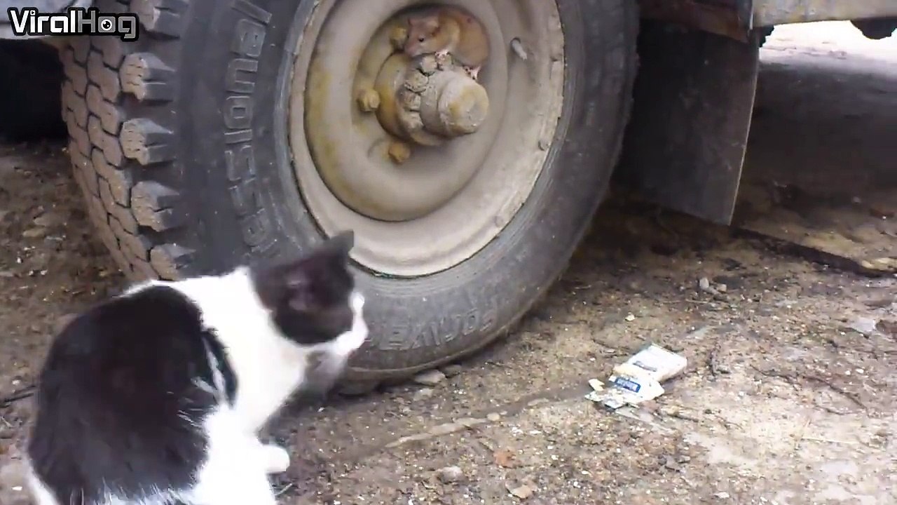 Ce chat se croit plus malin que la souris, mais elle se montre encore plus espiègle