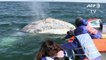 Les baleines grises face à une nouvelle menace