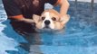 Cobee the Corgi Puppy Learns How to Swim