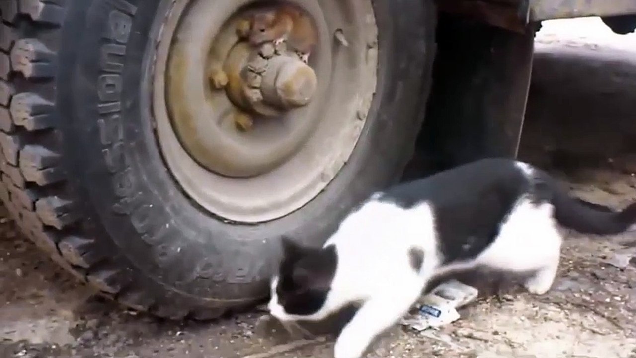 TOM et JERRY en vrai !