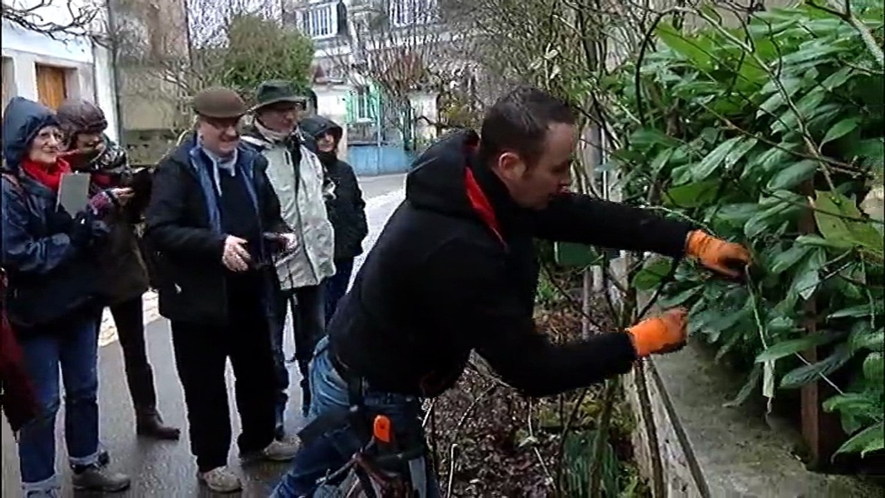 JARDIN/ Taille des rosiers: les bons gestes