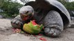 Galapagos Tortoise Cant Get Enough Watermelon