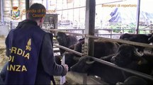Caserta, arrestati rivenditori di latte per contraffazione del marchio D.O.P. (VIDEO)